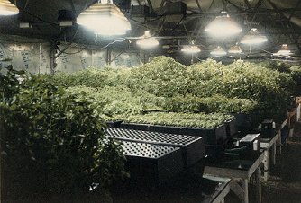 Aeroponic Commercial System